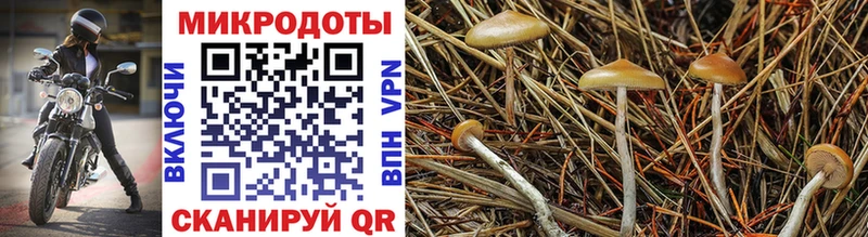 Галлюциногенные грибы Psilocybine cubensis  Каневская 